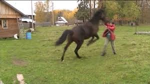 Create meme: frisian horse, horse , the horse is an Oryol trotter