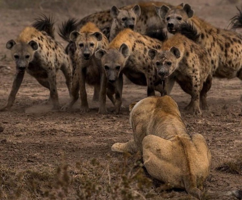 Create meme: lion vs hyenas, The lion and the hyena, hyena pack