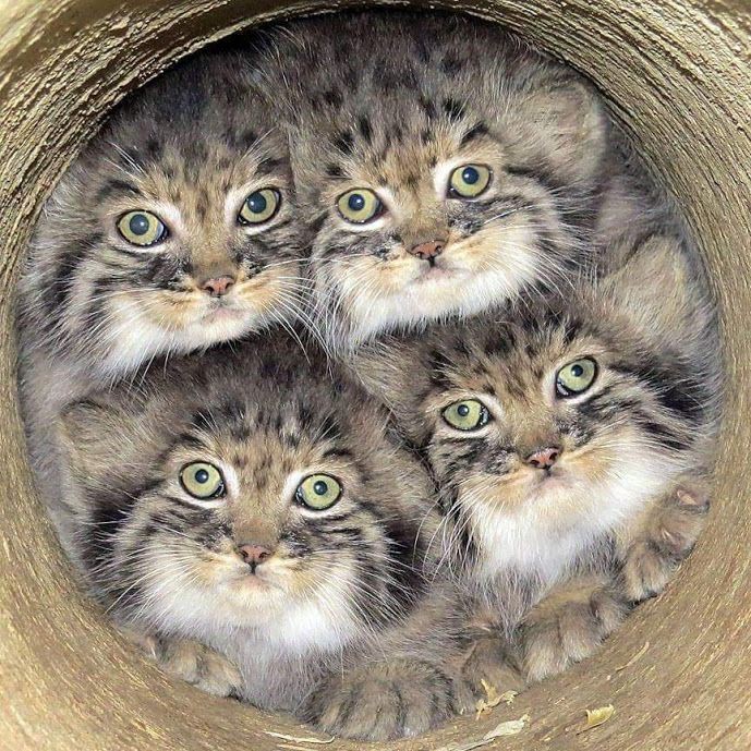 Create meme: manul , manul kittens, cat manul 