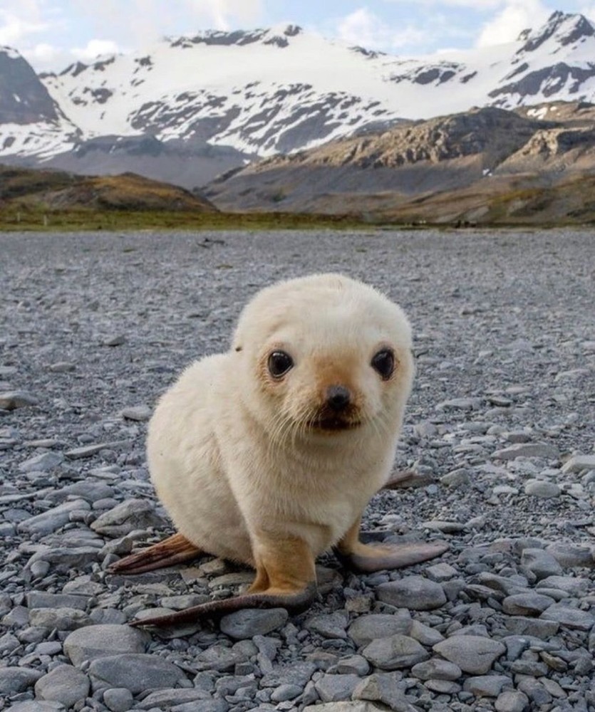 Создать мем: baby seal, животное милое, милые зверьки