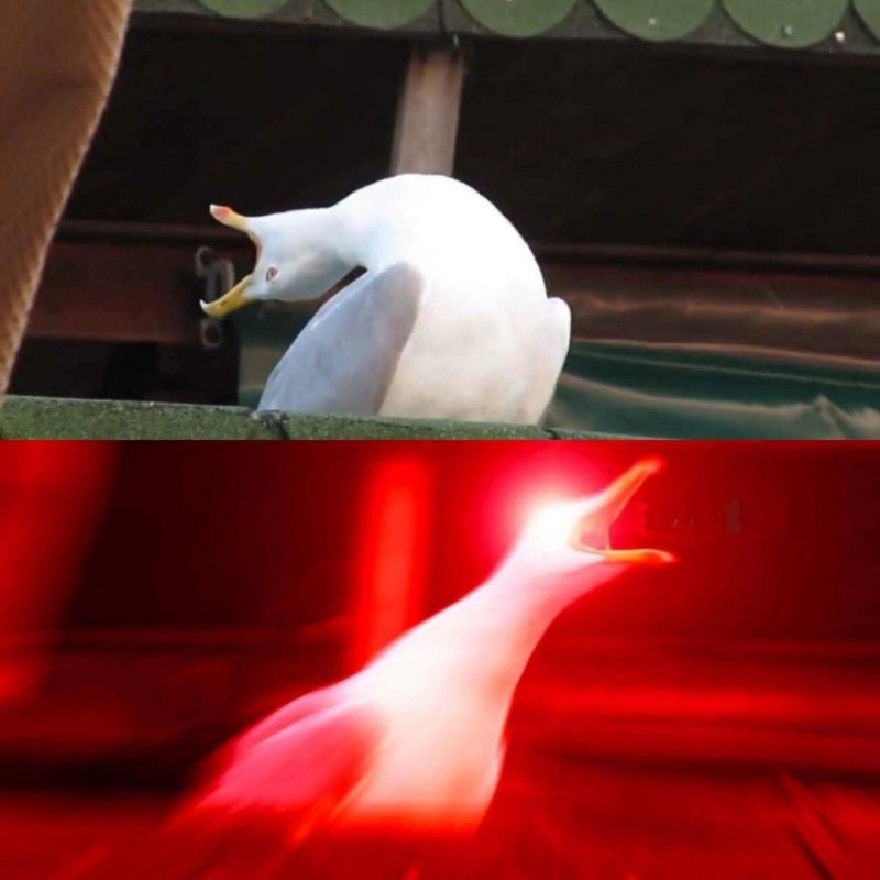 Create meme: the screaming seagull, meme Seagull , screaming Seagull