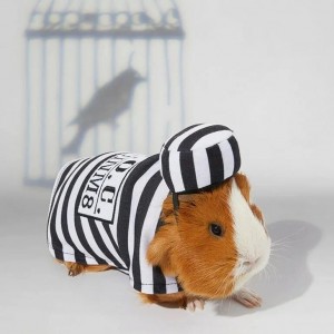 Create meme: guinea pig, Guinea pig