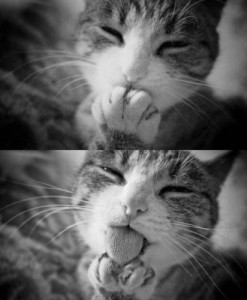 Create meme: you, cat, kiss