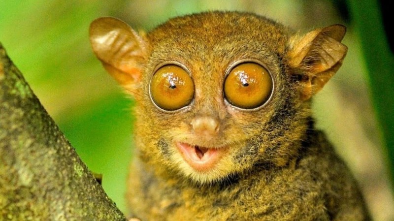 Create meme: Sumatran tarsier, lemur tarsier, tarsier 