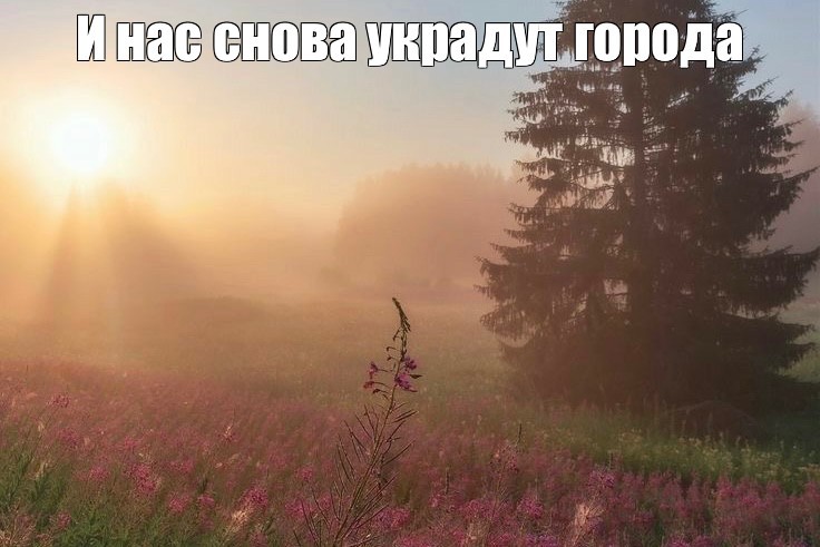 Create meme: morning fog , Good morning dawn, morning landscape