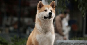 Create meme: Hachiko dog breed, breed Akita inu, the breed is Hachiko