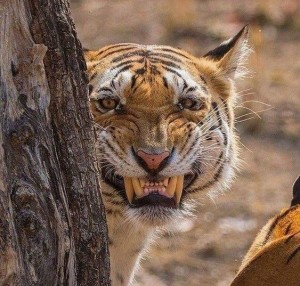 Create meme: tiger large, tiger, tiger grin