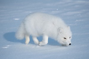 Create meme: pictures of white Fox, white Arctic Fox photos, white Fox pictures