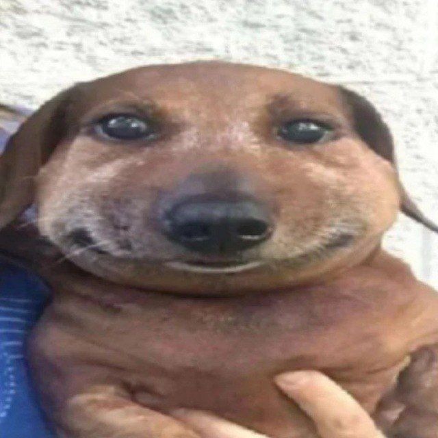 Create meme: sausage dog, dog Dachshund, Dachshund meme