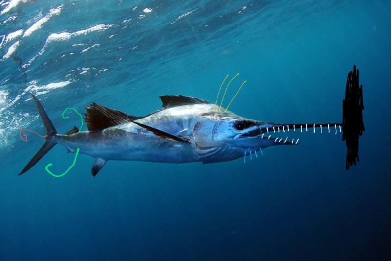 Create meme: marlin fish, swordfish, sailfish