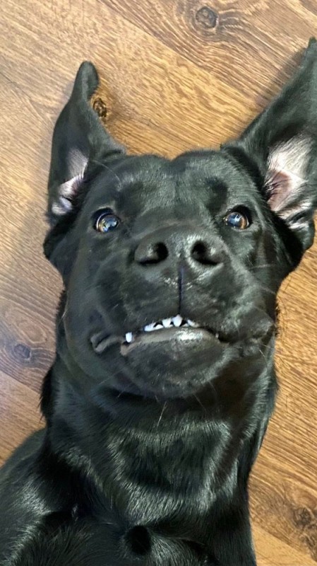 Create meme: the dog is a smiling labrador, dog, funny labradors