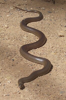 Create meme: mulga snake, The snake is brown, a reticulated brown snake