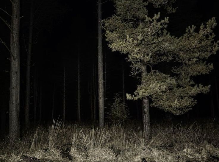 Create meme: in the forest at night, the forest is mysterious, night forest 