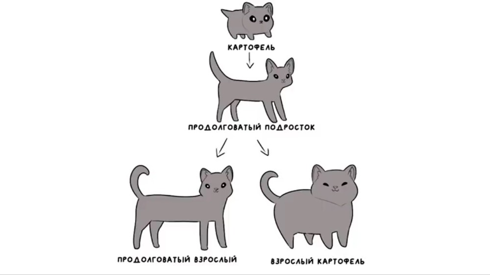 Котенок картинка мем