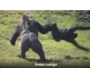 Create meme: gorilla funny, the male gorilla, gorilla