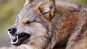 Create meme: Wolf, lynx, the grin of a wolf