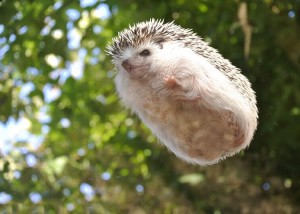 Create meme: pygmy hedgehog
