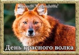 Create meme: red wolf, red mountain wolf, Tien Shan red wolf