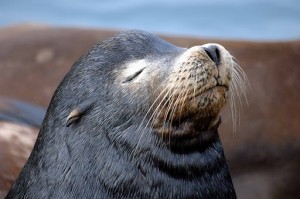 Create meme: pinnipeds, Northern fur seals, sad seal