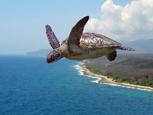 Create meme: turtle, flying turtle