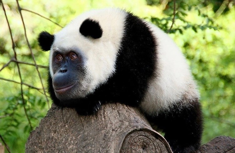 Create meme: panda animals, bamboo panda, the giant Panda 