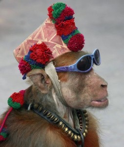 Create meme: funny monkey, monkey, photos of monkeys funny cap