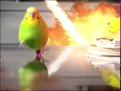 Create meme: parrot runs from explosion, parrot runs away from the explosion, parrot on the background of the explosion