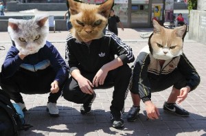 Create meme: meme cat, brazen, cat