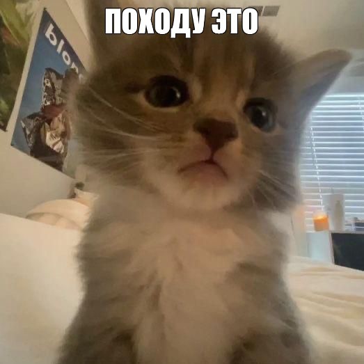 Create meme: cute cat , funny kitten, cat 