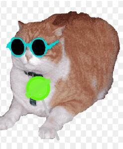 Create meme: cat in glasses , cat no background, cat with glasses