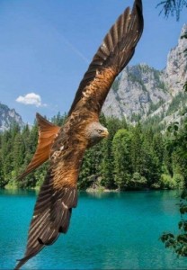 Create meme: bird engraving, beautiful birds, bird eagle