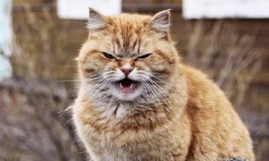Create meme: arrogant cat, a cat in March, cat