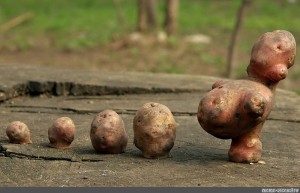 Создать мем: необычный урожай картошки, много картошки, необычная картошка