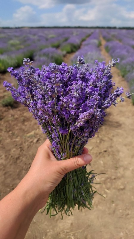 Create meme: lavender bouquet, Crimean lavender, lavender bush