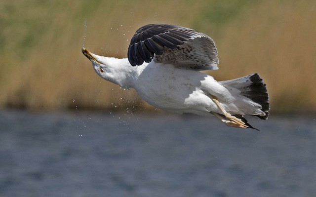 Create meme: Seagull bird, blue gull, cormorant seagull