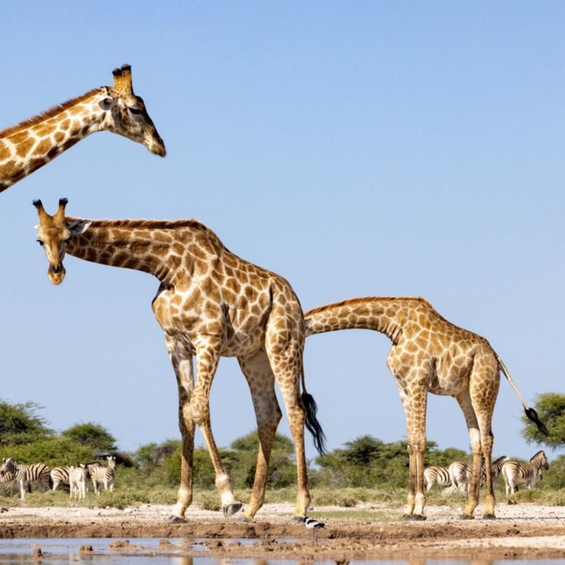 Create meme: giraffe cub, animals giraffe, female giraffe