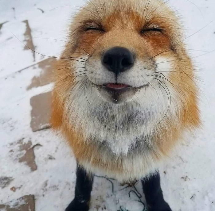 Create meme: Fox , the smiling fox, Fox Juniper