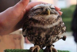 Создать мем: когда хорошо, owl, сова милая