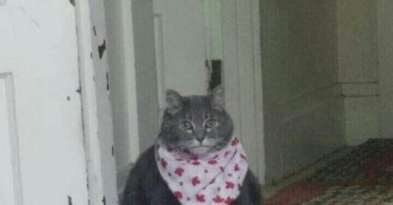 Create meme: cat , a fat cat in a bib, bring the cherries cat