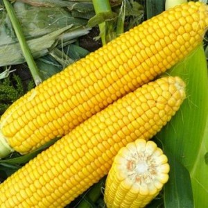 Create meme: corn synroc f1, corn starchin f1, sweetcorn