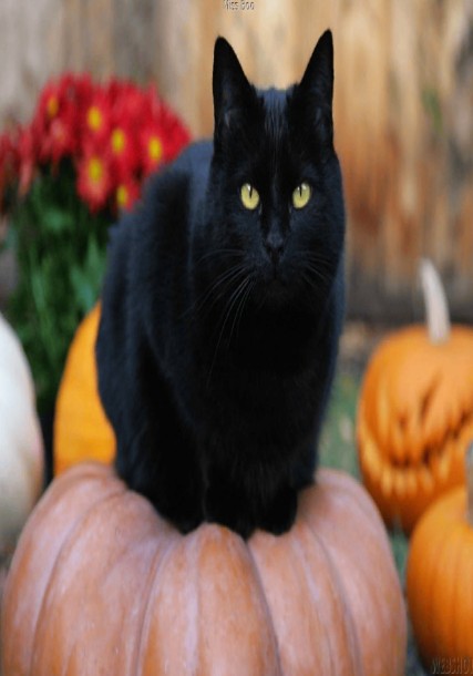 Create meme: black cat breed, The black cat is beautiful, black cat halloween