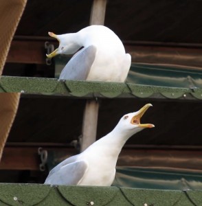 Create meme: screaming Seagull meme, screaming Seagull meme original, laughing gull