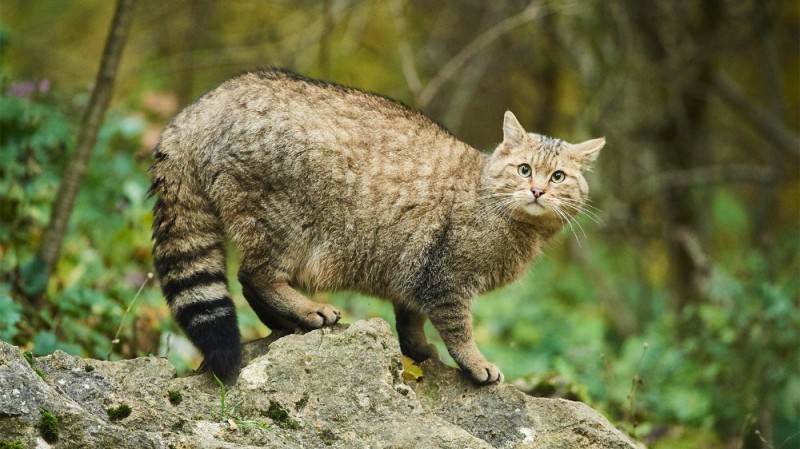 Create meme: wild forest cat, wild cat, forest cat 