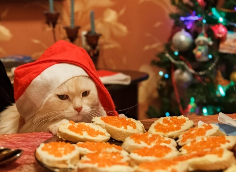 Create meme: unbridled joy in the new year, cats at the New Year's table, cat for the new year