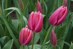 Create meme: tulips pink, tulips