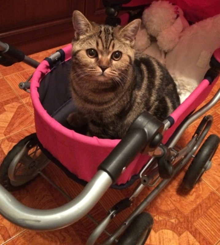 Create meme: cat carriage, a cat in a stroller, a stroller for cats