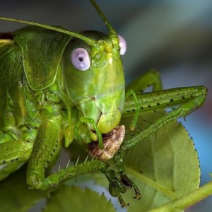 Create meme: green grasshopper, grasshopper, grasshopper insect