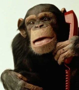 Create Meme Monkeys Monkey With A Handset A Monkey With A Phone