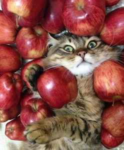 Create meme: cat, Apple