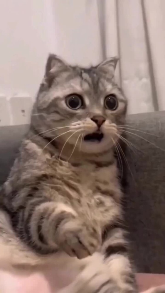 Создать мем: shocked cat, кот паникер, милые котики смешные